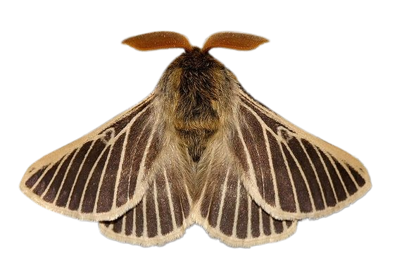 lemonia philopalus