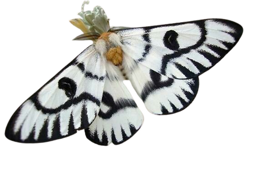 hera buckmoth