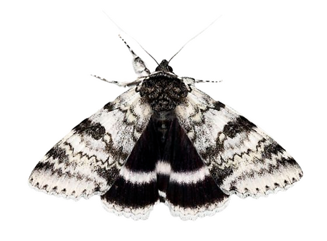 white underwing