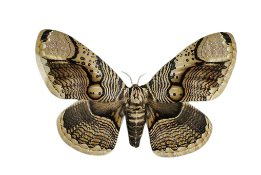 owl moth